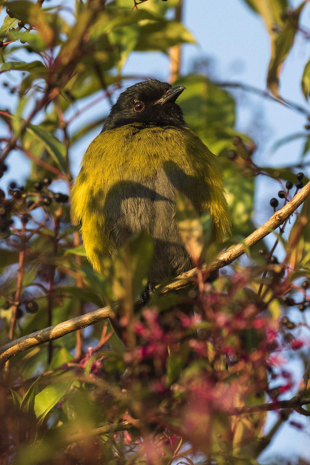 黑黄丝鹟 / Black-and-yellow Phainoptila / Phainoptila melanoxantha