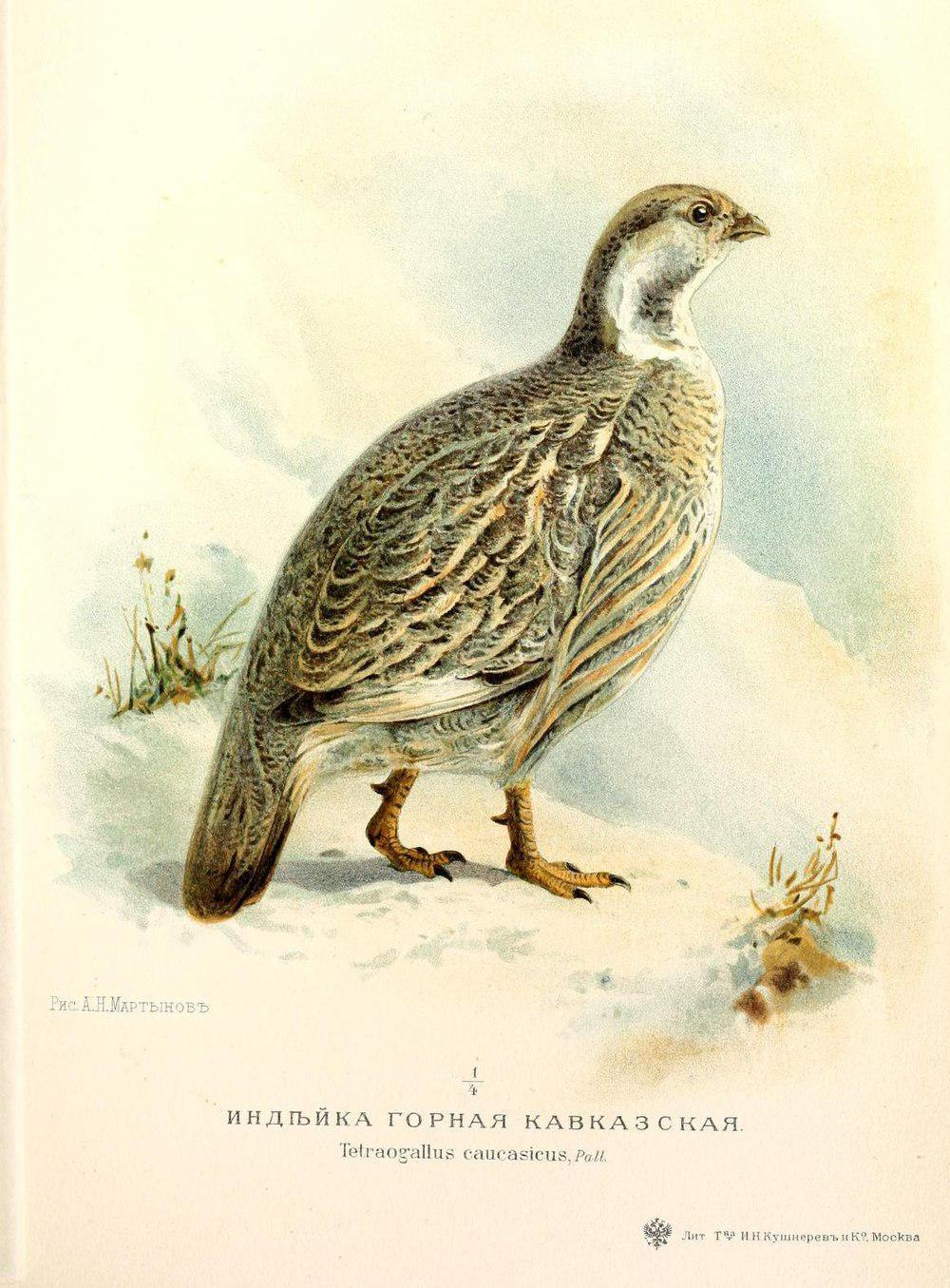 高加索雪鸡 / Caucasian Snowcock / Tetraogallus caucasicus