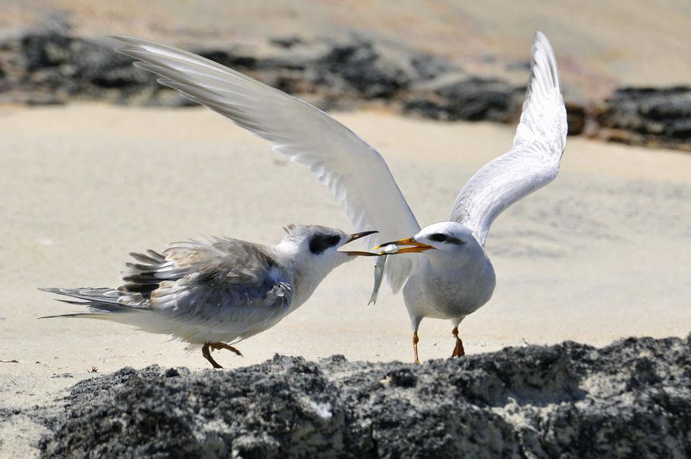 白顶燕鸥 / Snowy-crowned Tern / Sterna trudeaui