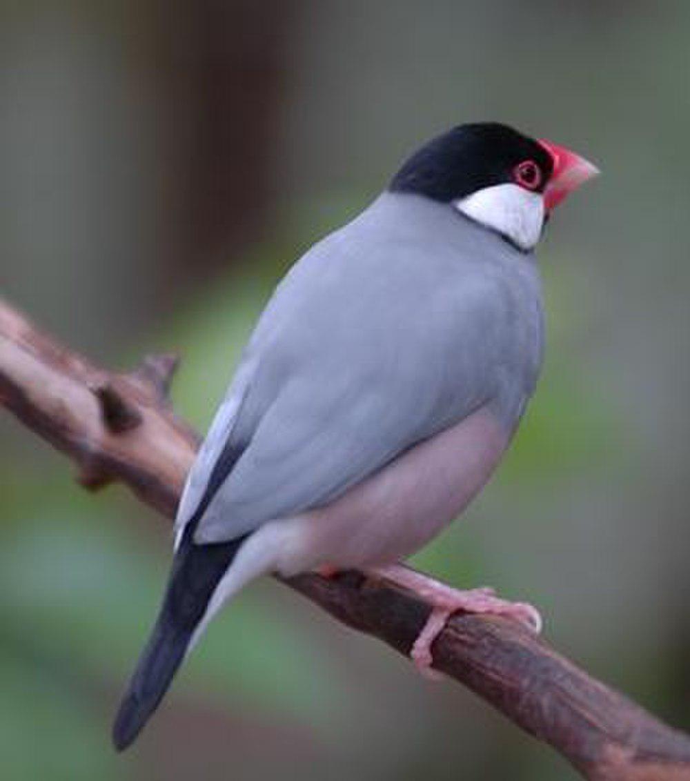 爪哇禾雀 / Java Sparrow / Lonchura oryzivora