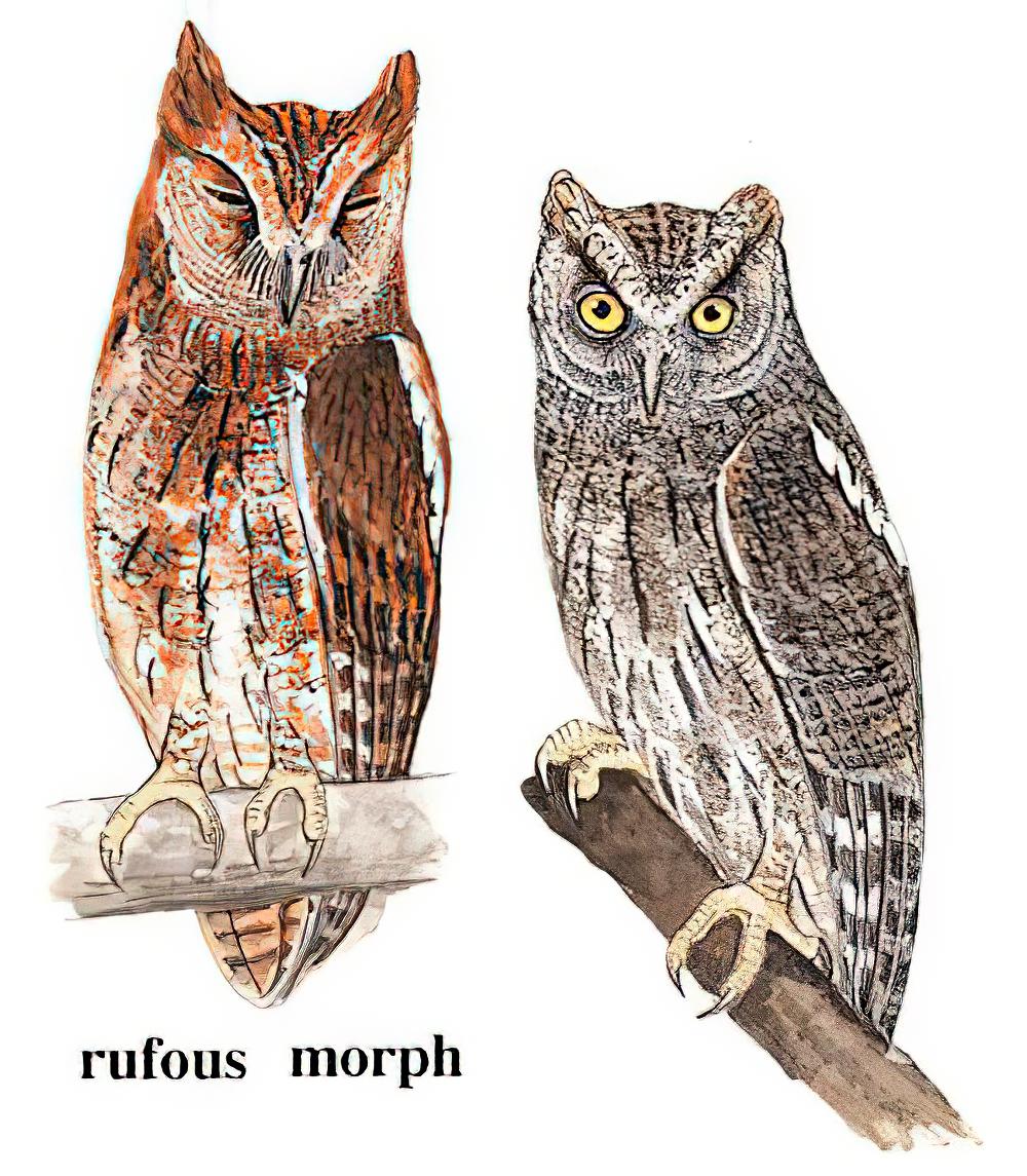 红角鸮 / Oriental Scops Owl / Otus sunia