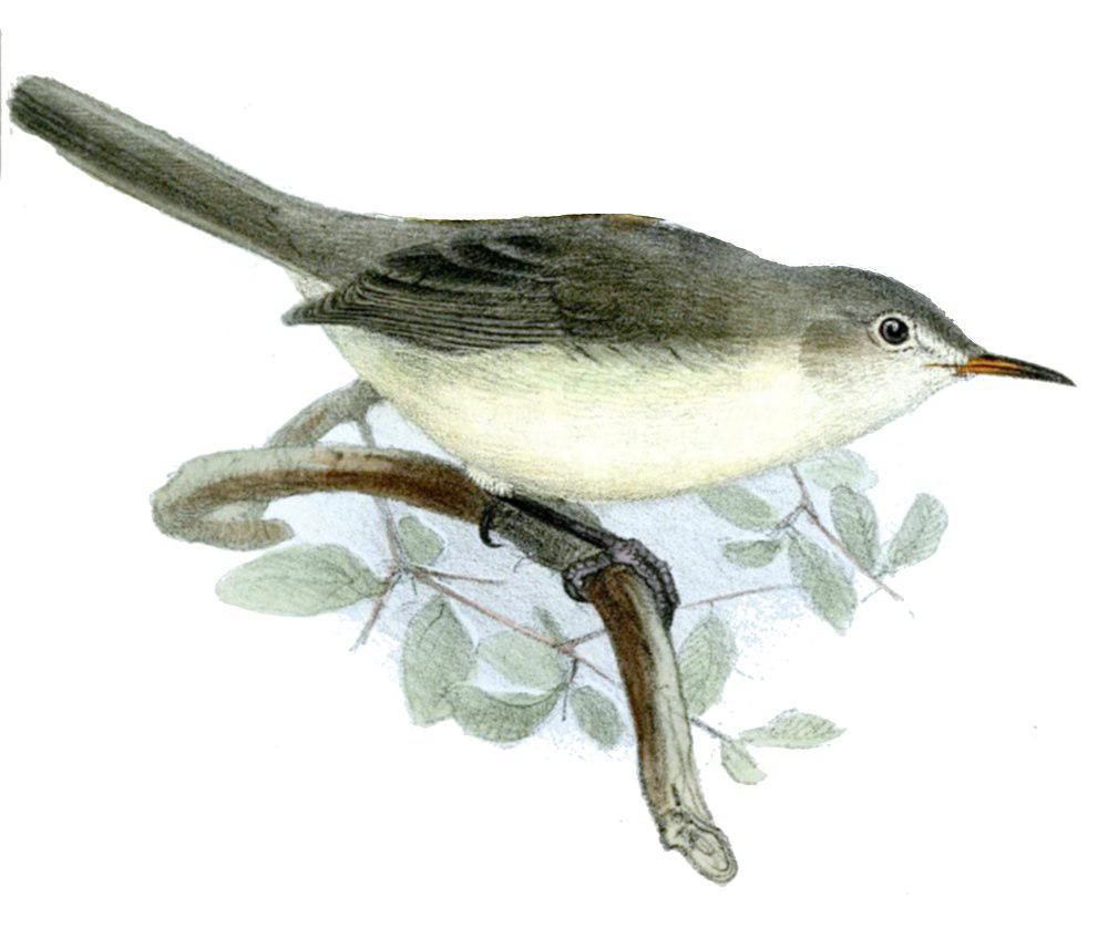 罗岛苇莺 / Rodrigues Warbler / Acrocephalus rodericanus