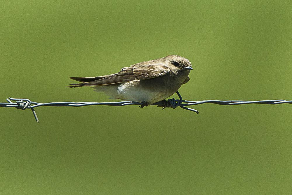 非洲褐喉沙燕 / Brown-throated Martin / Riparia paludicola