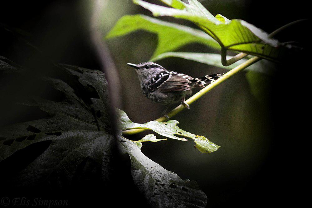 鳞斑蚁鸟 / Scaled Antbird / Drymophila squamata