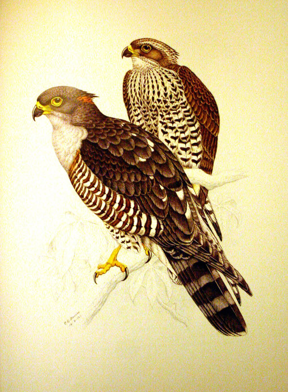 非洲鹃隼 / African Cuckoo-Hawk / Aviceda cuculoides