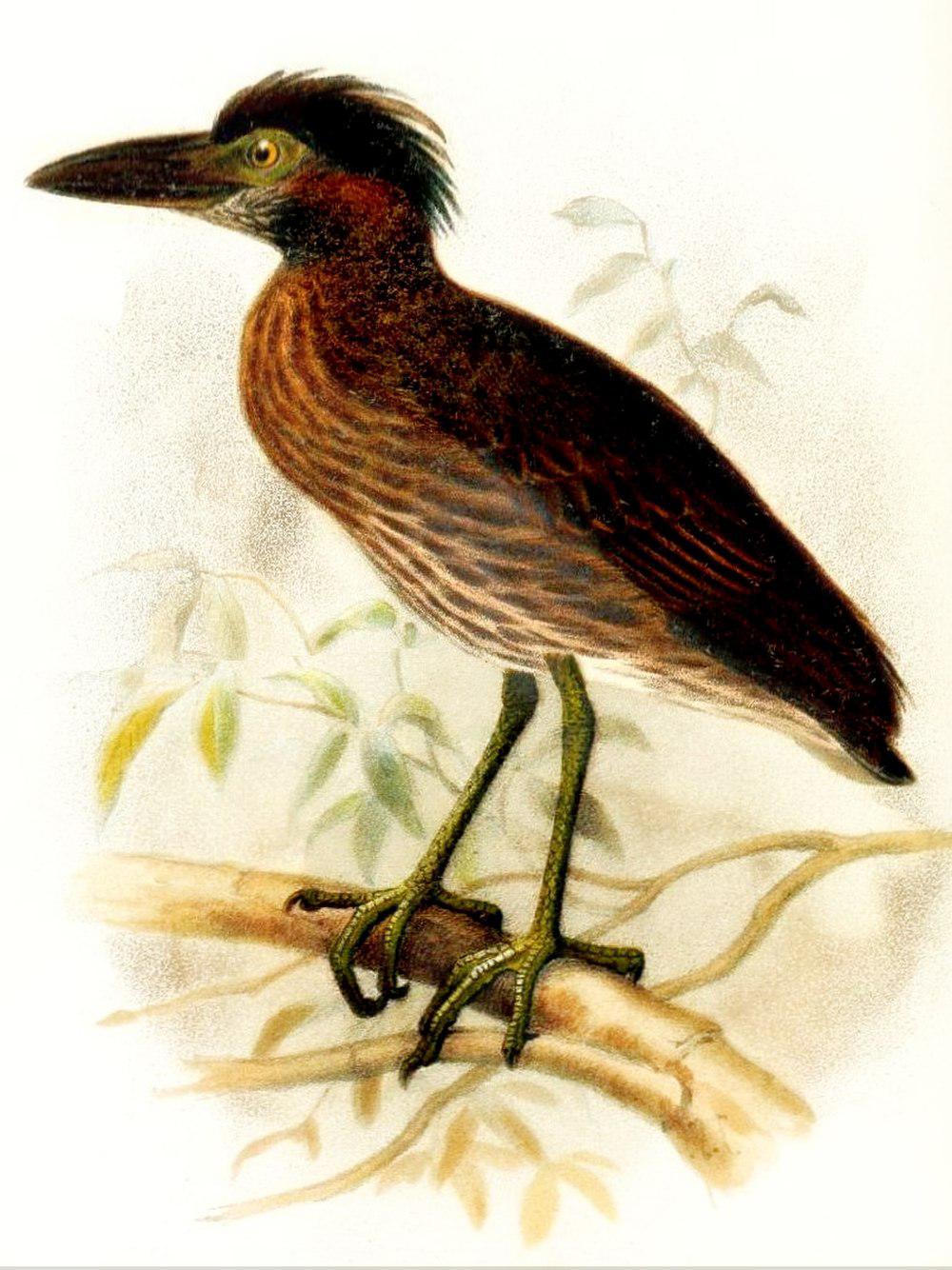 百慕大夜鹭 / Bermuda Night Heron / Nyctanassa carcinocatactes