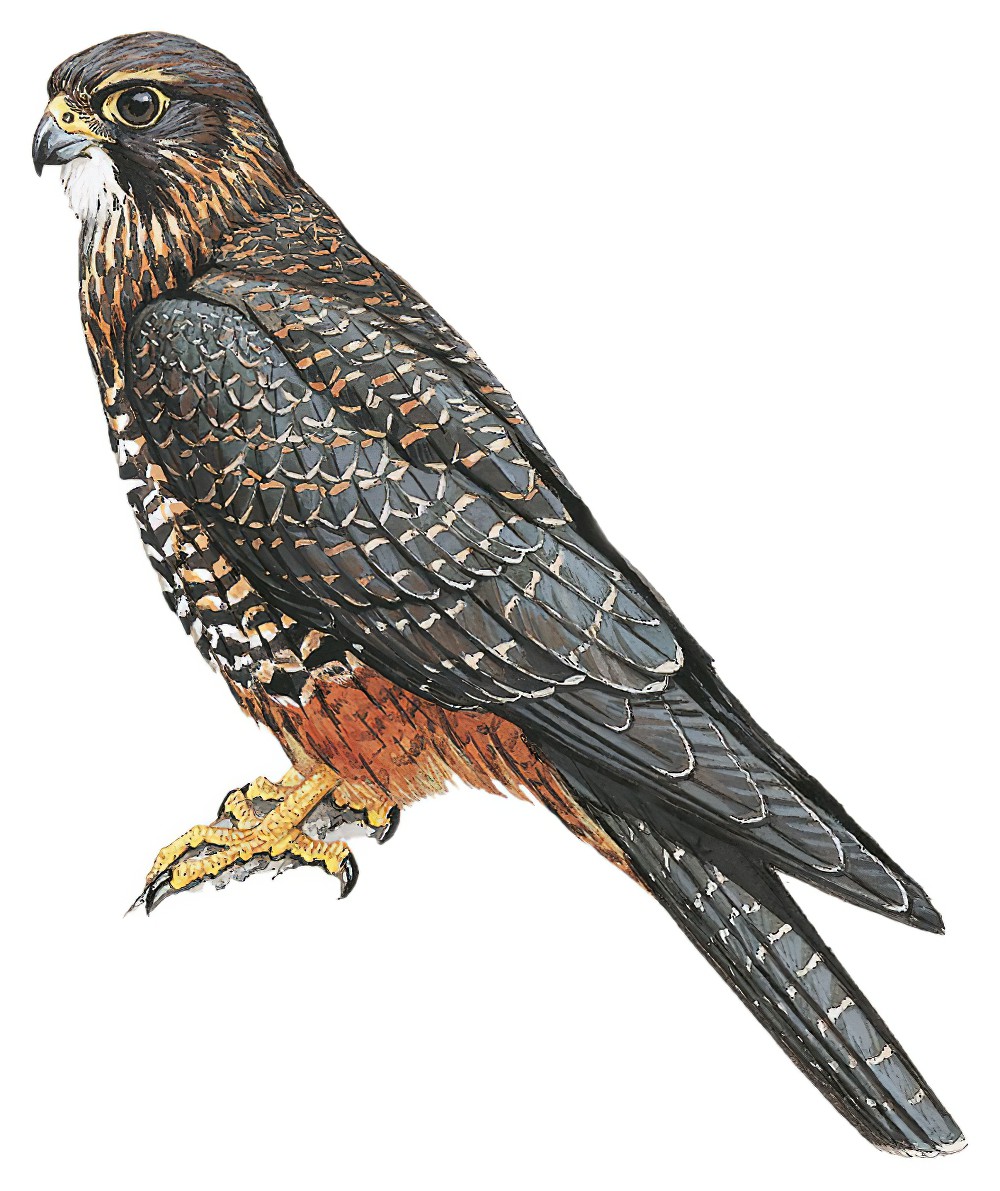 新西兰隼 / New Zealand Falcon / Falco novaeseelandiae