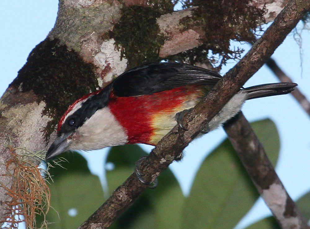 希拉须䴕 / Sira Barbet / Capito fitzpatricki