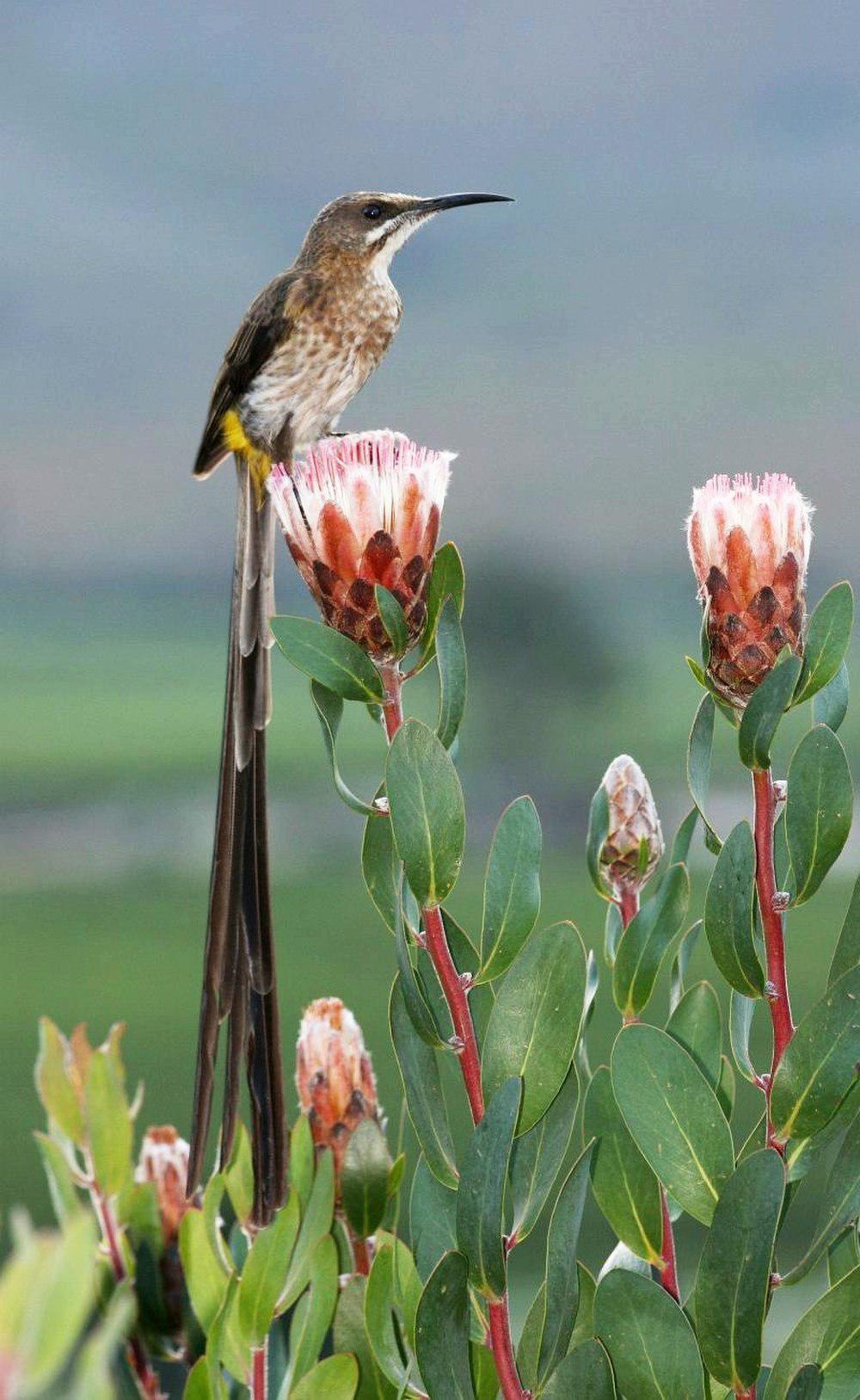 南非食蜜鸟 / Cape Sugarbird / Promerops cafer