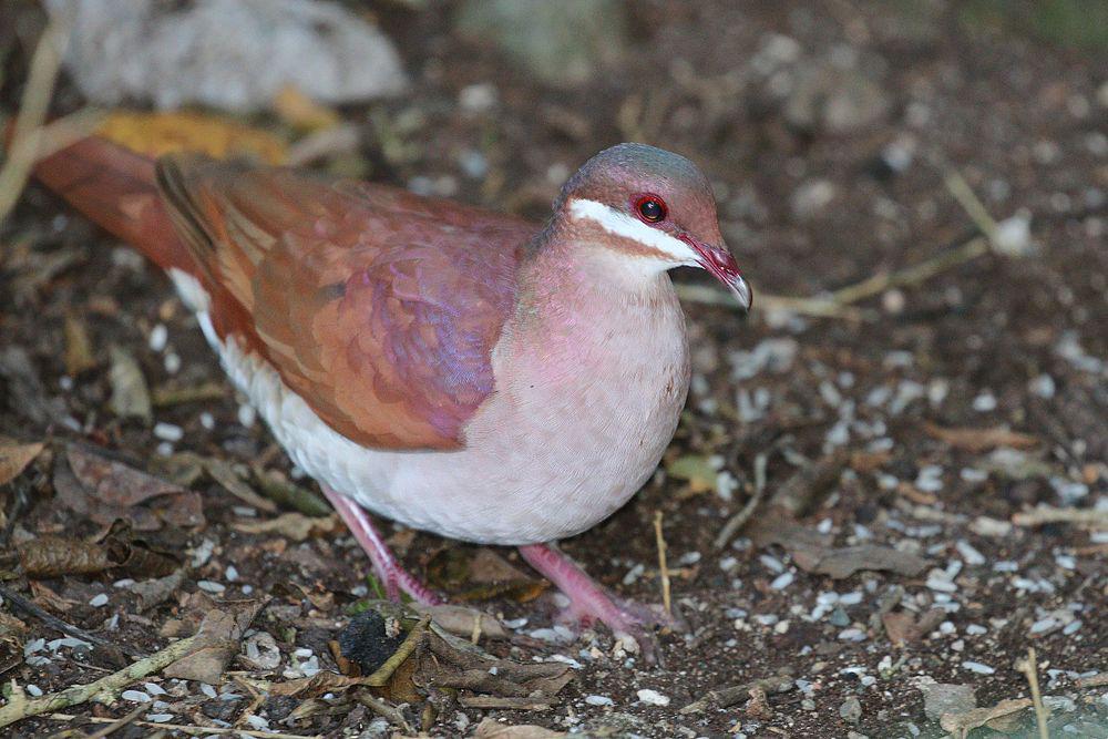 绿顶鹑鸠 / Key West Quail-Dove / Geotrygon chrysia