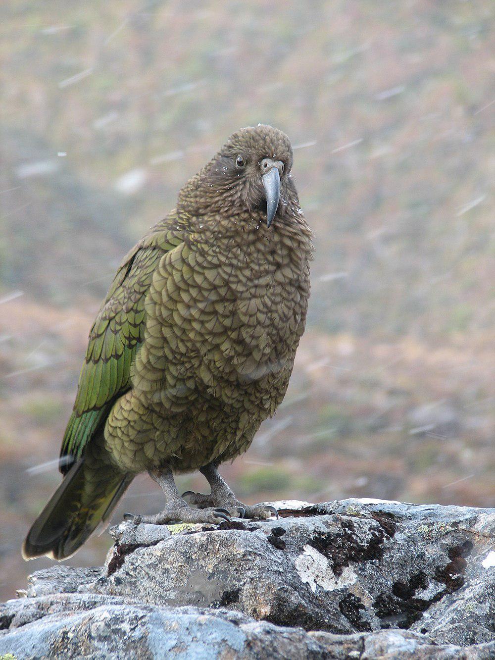 啄羊鹦鹉 / Kea / Nestor notabilis