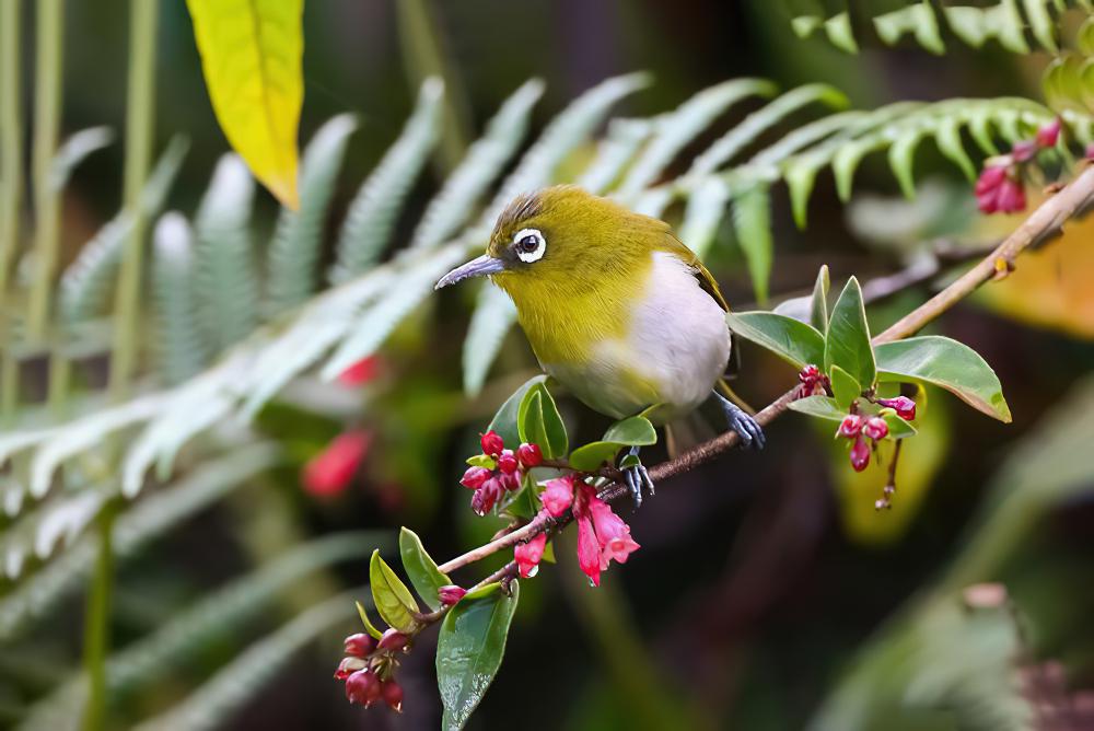 斯里兰卡绣眼鸟 / Sri Lanka White-eye / Zosterops ceylonensis