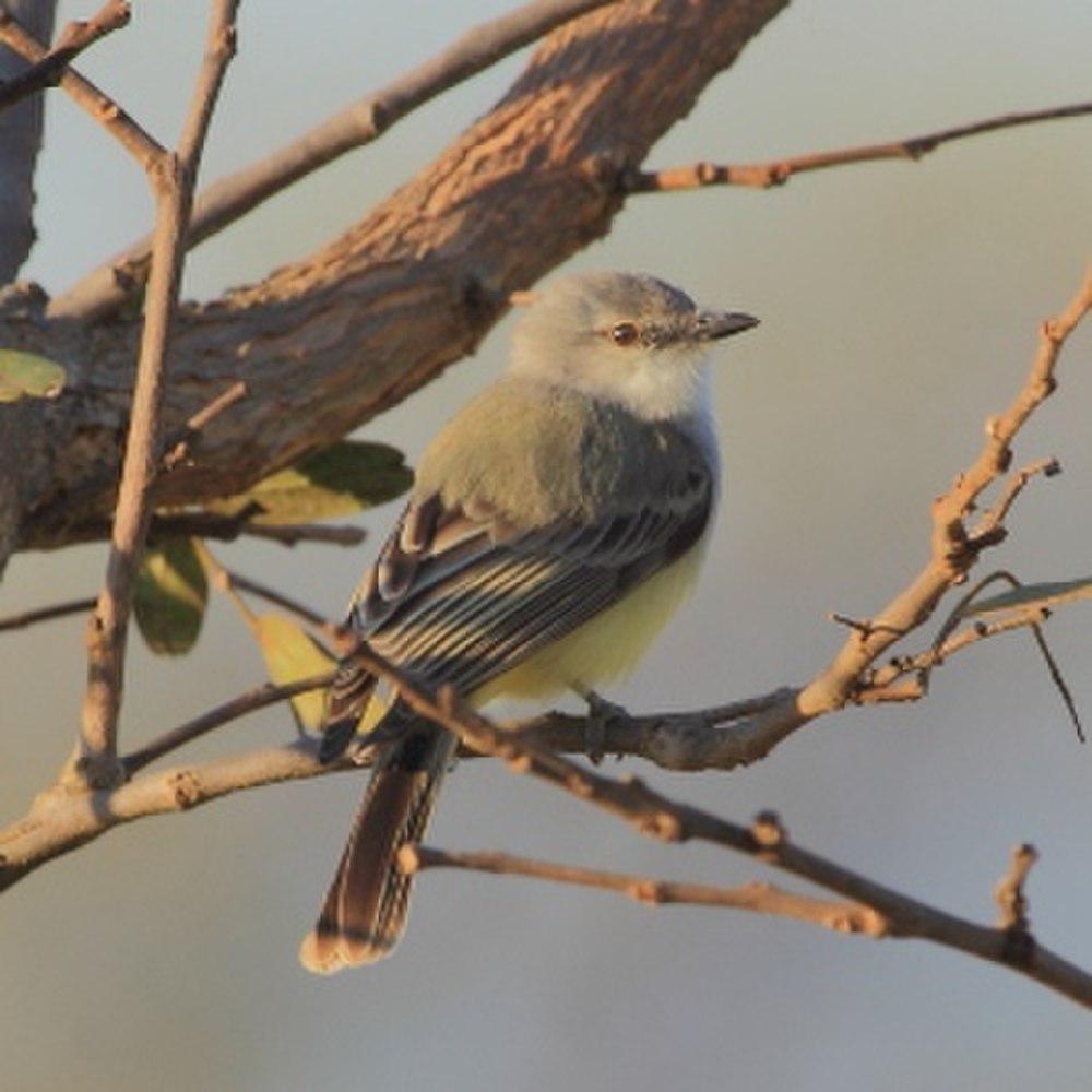 平原霸鹟 / Suiriri Flycatcher / Suiriri suiriri