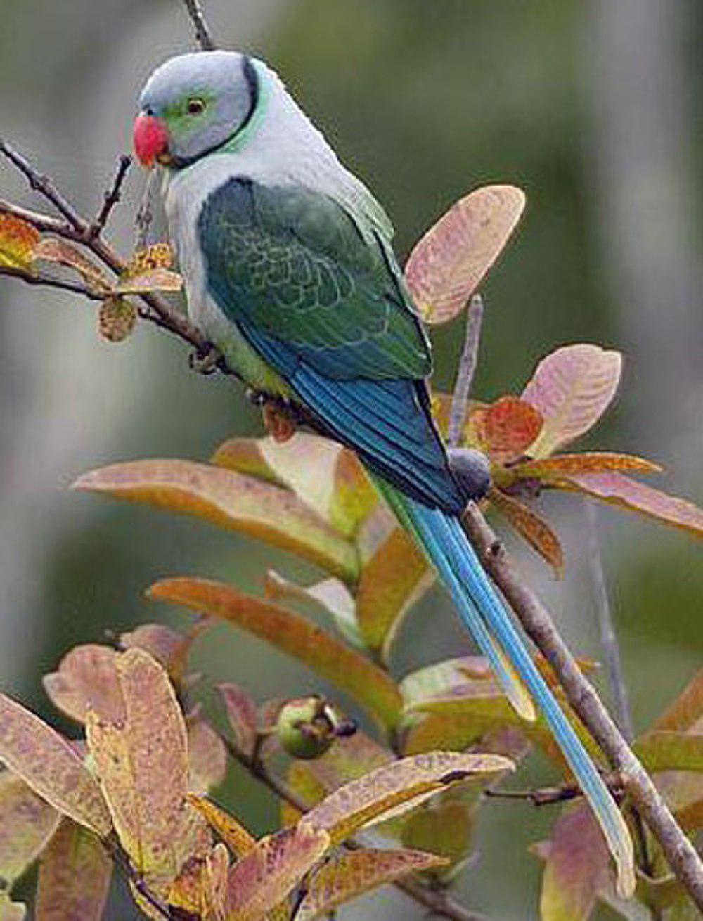 马拉巴鹦鹉 / Blue-winged Parakeet / Psittacula columboides