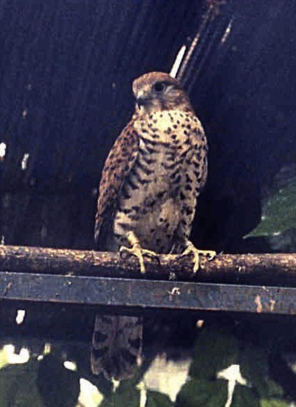 毛里求斯隼 / Mauritius Kestrel / Falco punctatus