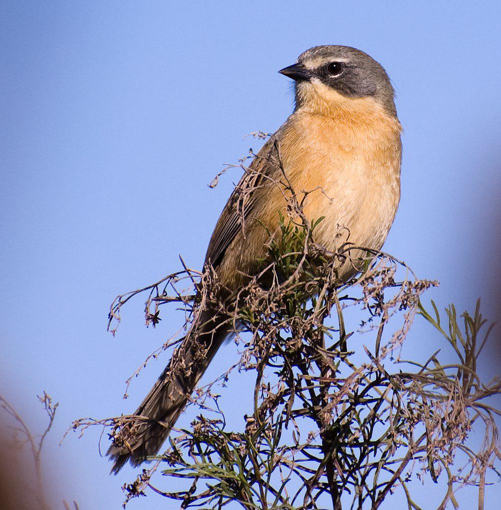 长尾芦雀 / Long-tailed Reed Finch / Donacospiza albifrons