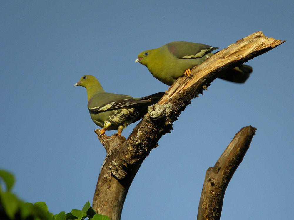 马岛绿鸠 / Madagascan Green Pigeon / Treron australis