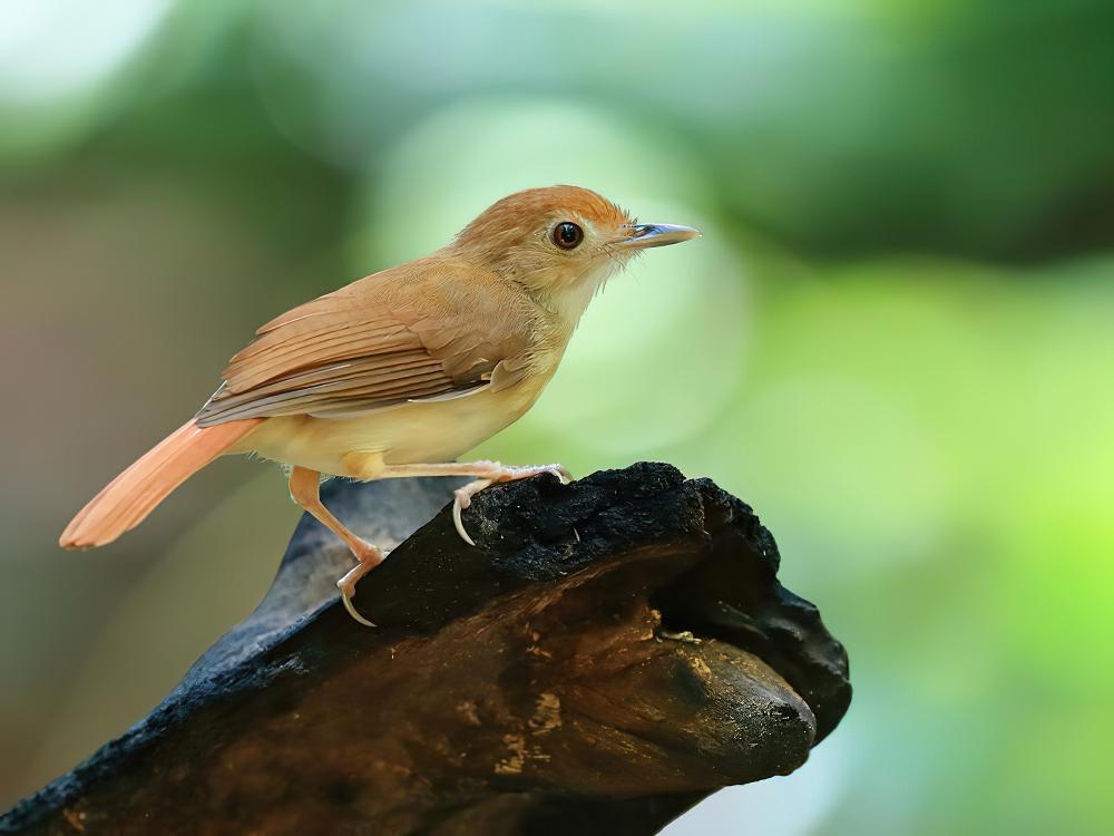 锈色雅鹛 / Ferruginous Babbler / Pellorneum bicolor