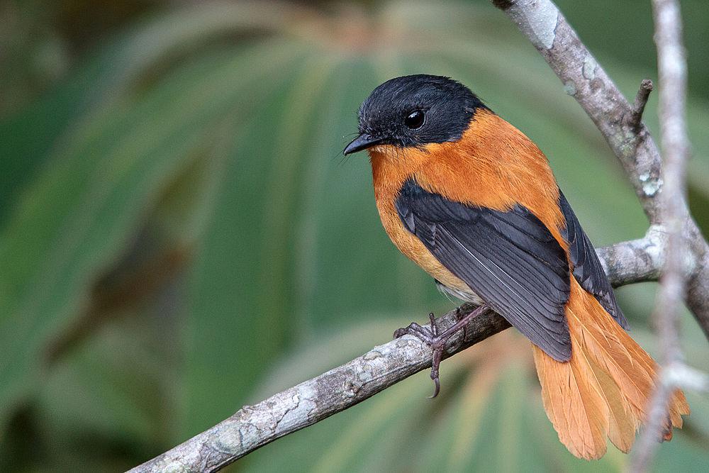 黑棕姬鹟 / Black-and-orange Flycatcher / Ficedula nigrorufa