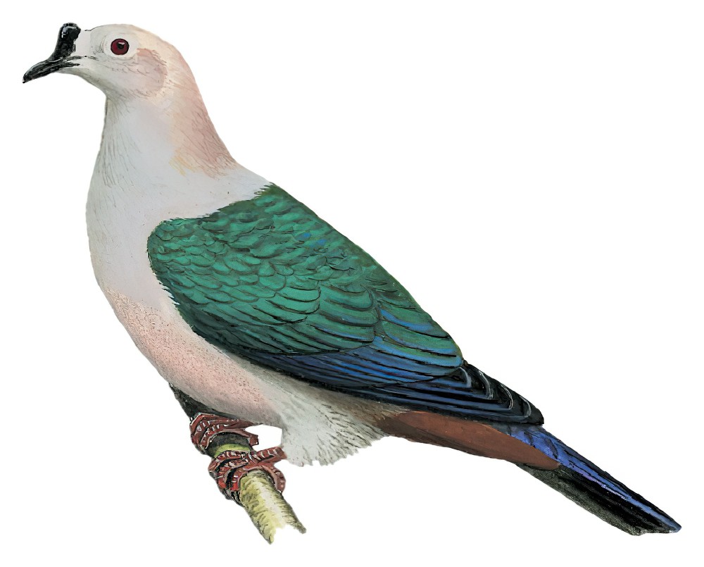 黑疣皇鸠 / Spice Imperial Pigeon / Ducula myristicivora