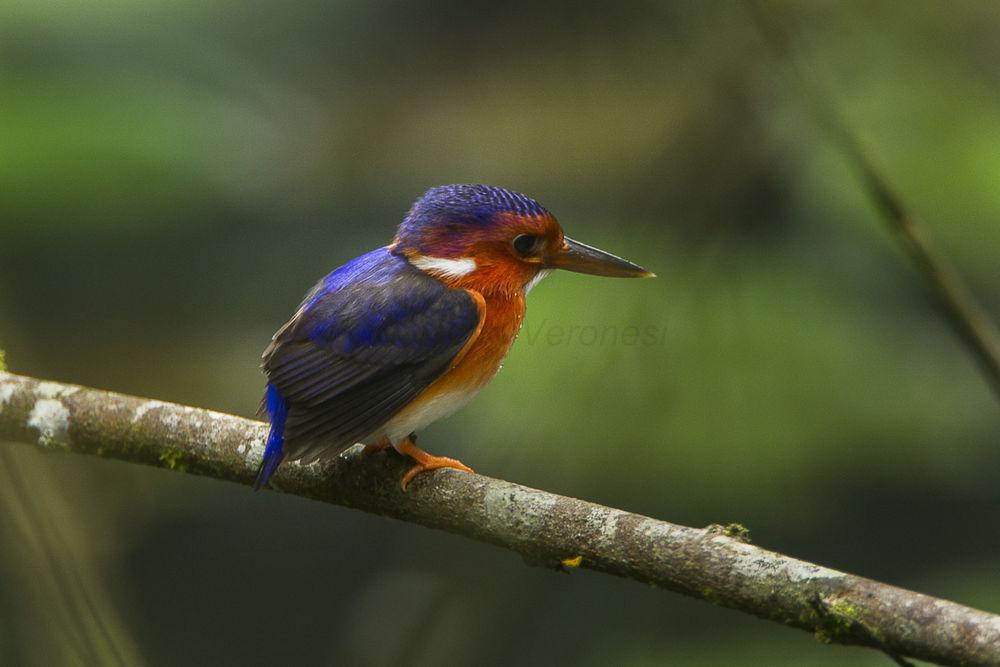 白腹翠鸟 / White-bellied Kingfisher / Corythornis leucogaster