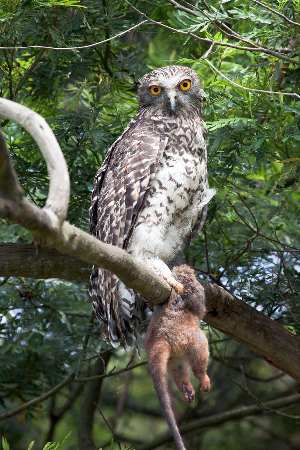 猛鹰鸮 / Powerful Owl / Ninox strenua
