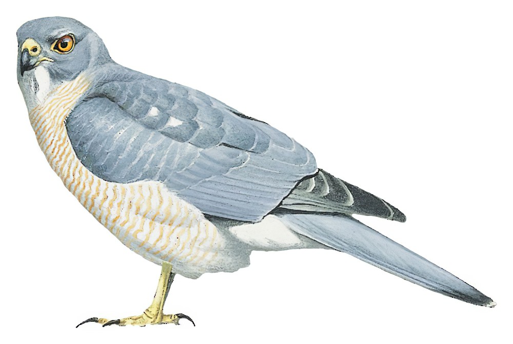 尼岛雀鹰 / Nicobar Sparrowhawk / Accipiter butleri