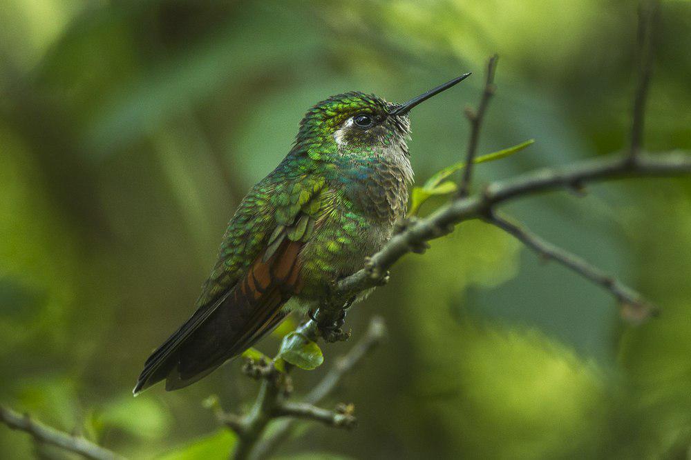 红喉蜂鸟 / Garnet-throated Hummingbird / Lamprolaima rhami