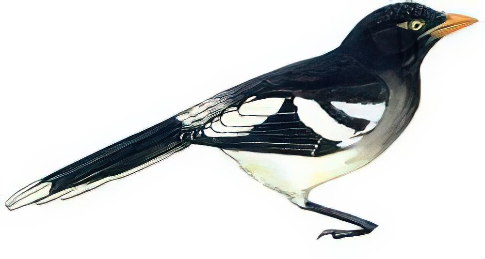 白翅蓝鹊 / White-winged Magpie / Urocissa whiteheadi
