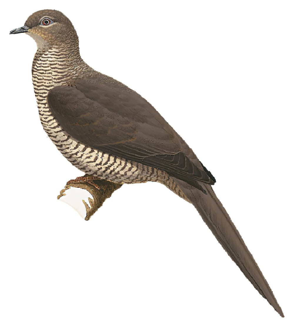 塔宁巴鹃鸠 / Tanimbar Cuckoo-Dove / Macropygia timorlaoensis