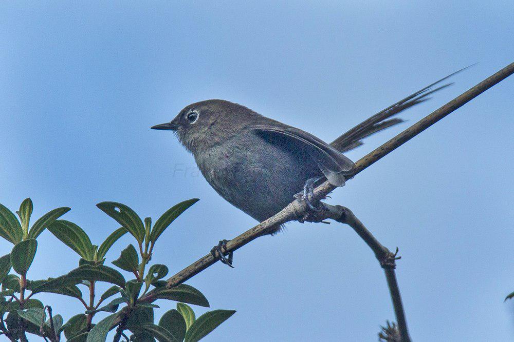 灰棘尾雀 / Mouse-colored Thistletail / Asthenes griseomurina