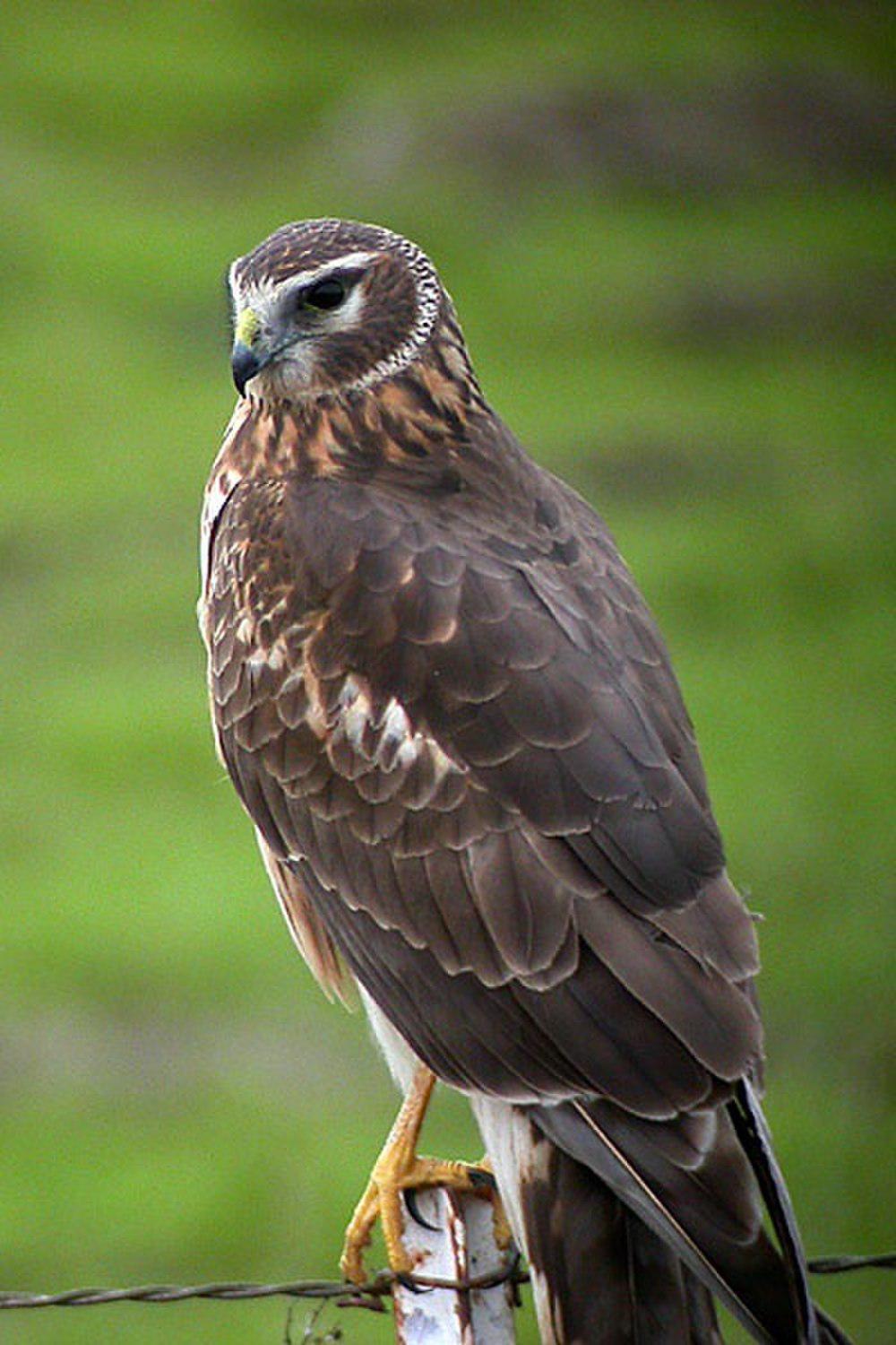 北鹞 / Northern Harrier / Circus hudsonius