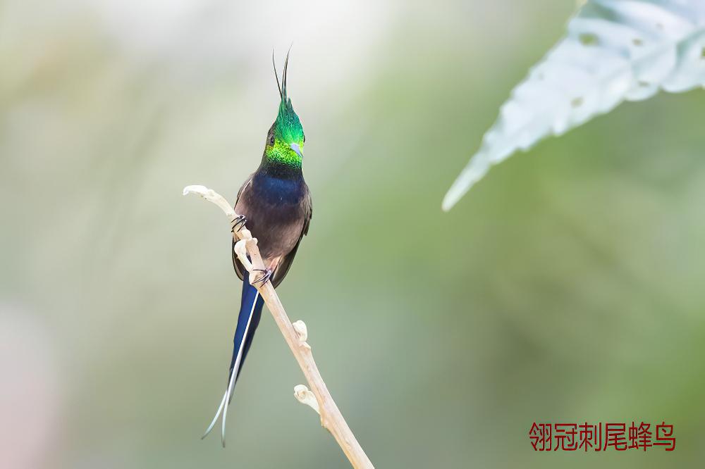 翎冠刺尾蜂鸟 / Wire-crested Thorntail / Discosura popelairii