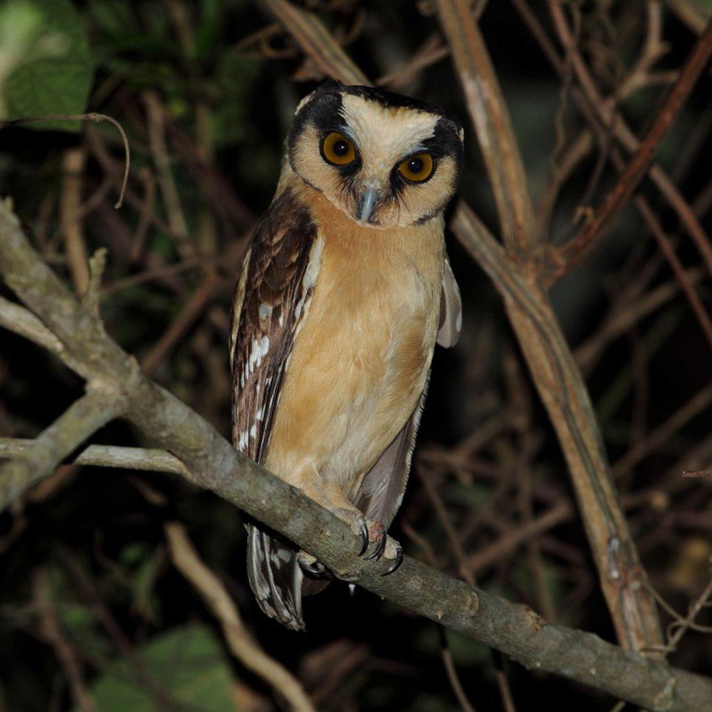 黄额鬼鸮 / Buff-fronted Owl / Aegolius harrisii