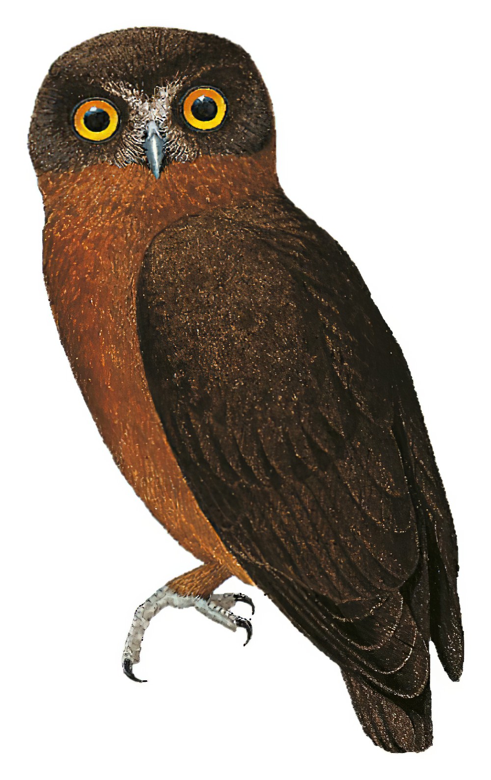 褐鹰鸮 / Papuan Boobook / Ninox theomacha
