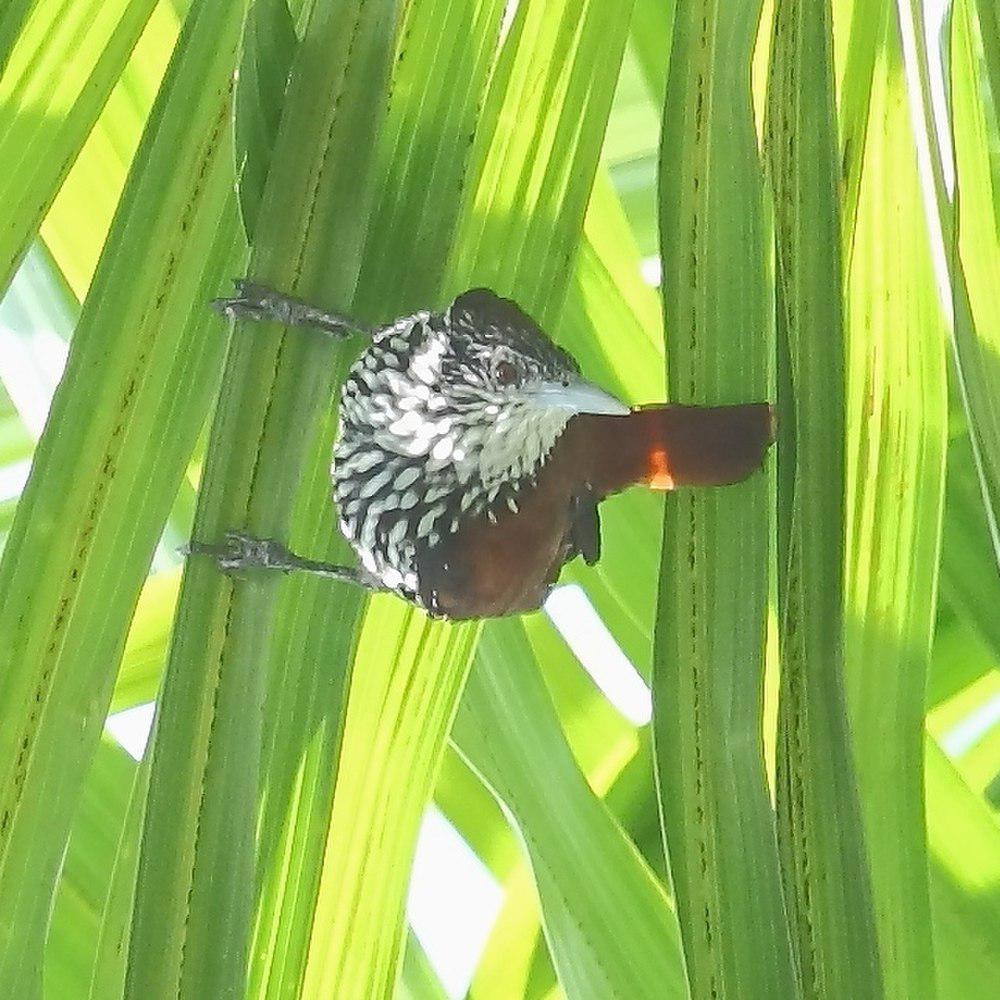 尖尾棕榈雀 / Point-tailed Palmcreeper / Berlepschia rikeri