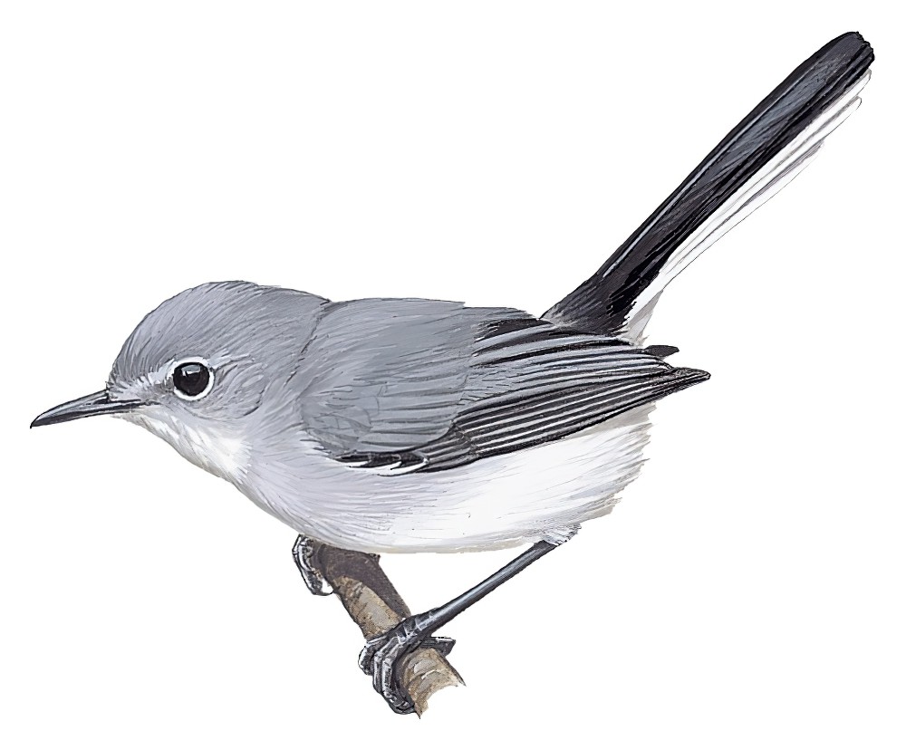 圭亚那蚋莺 / Guianan Gnatcatcher / Polioptila guianensis