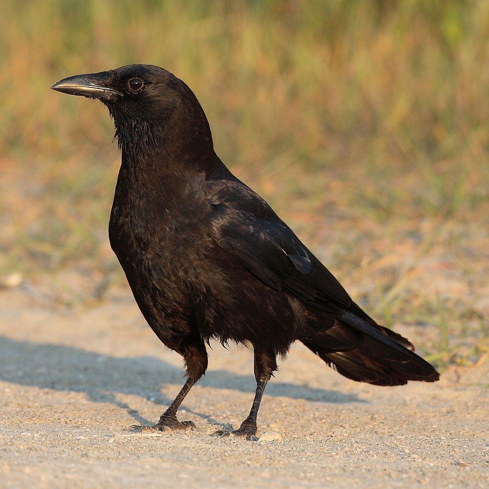 短嘴鸦 / American Crow / Corvus brachyrhynchos