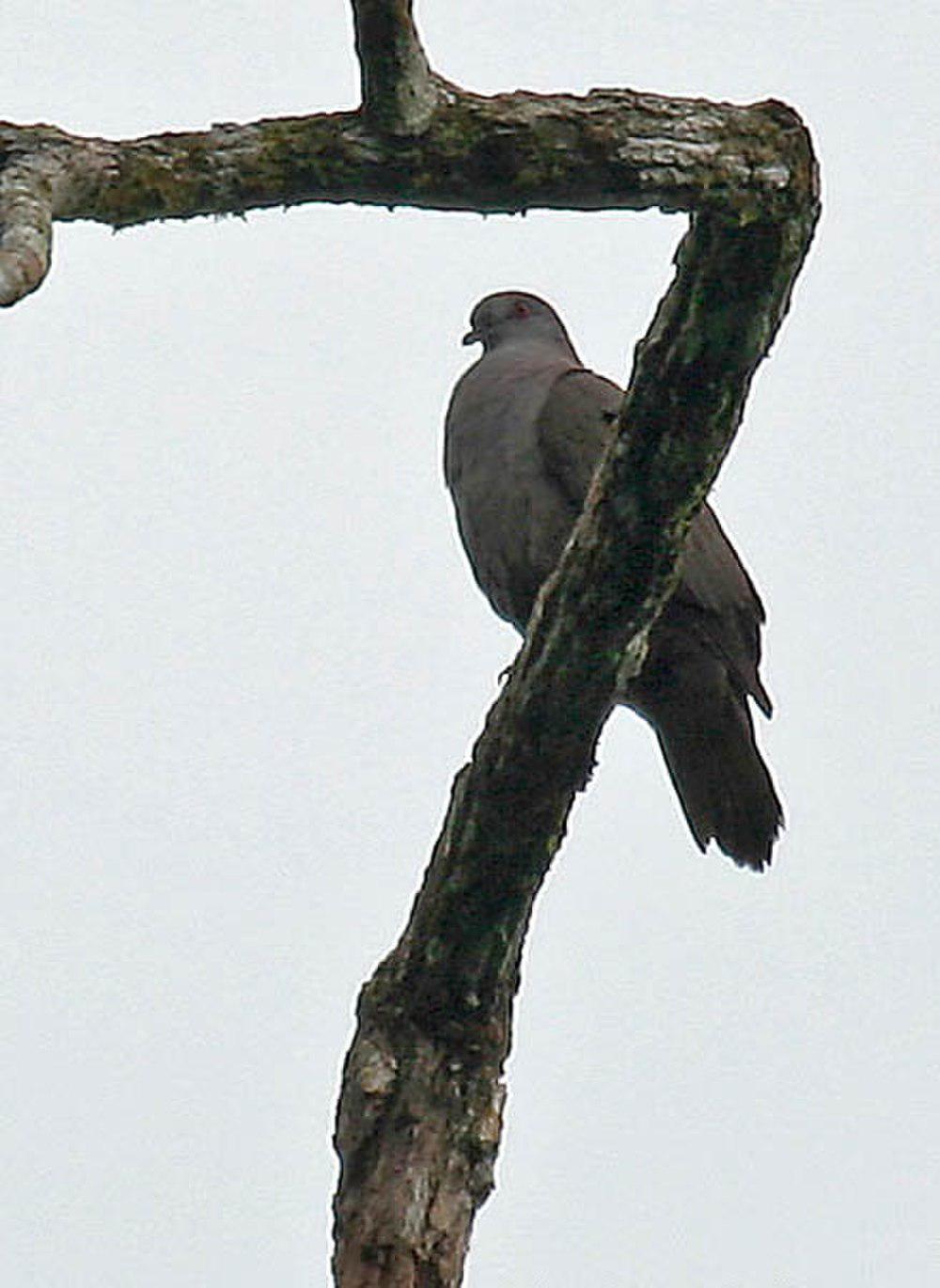 乌鸽 / Dusky Pigeon / Patagioenas goodsoni