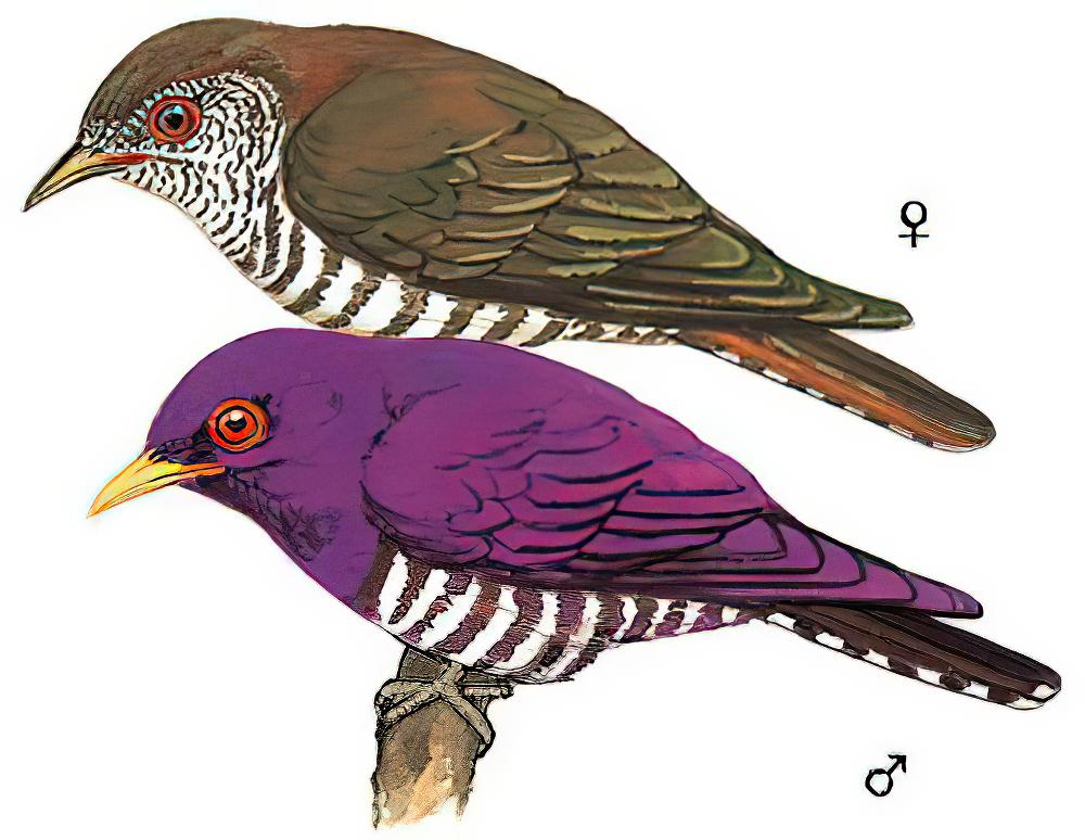 紫金鹃 / Violet Cuckoo / Chrysococcyx xanthorhynchus