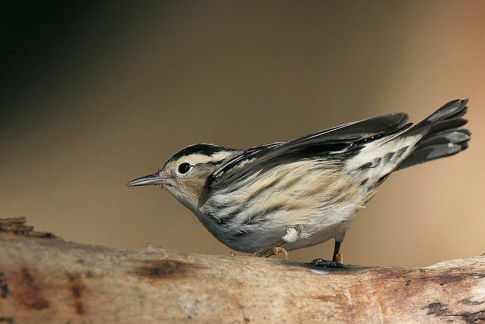 黑白森莺 / Black-and-white Warbler / Mniotilta varia