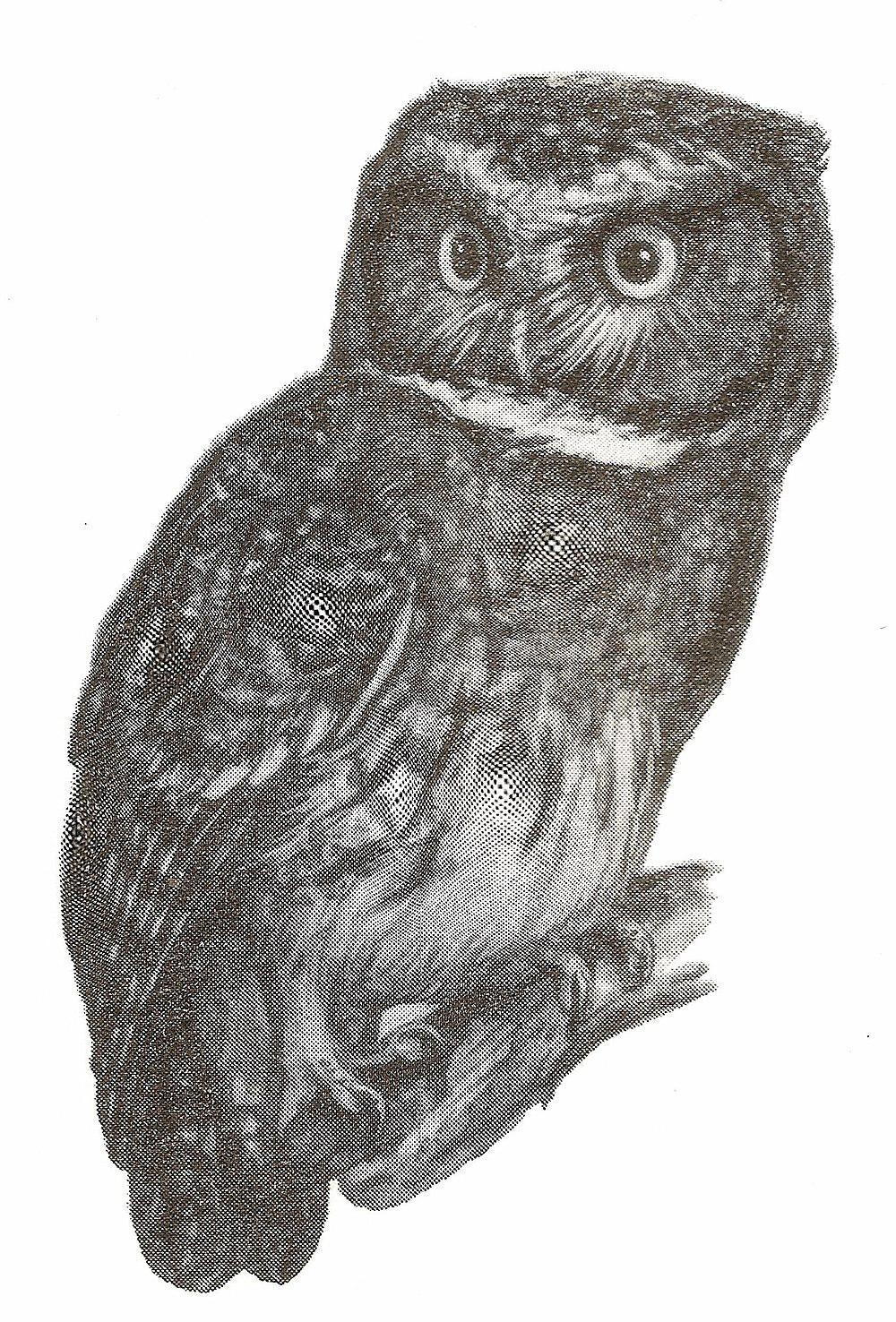 白喉角鸮 / White-throated Screech Owl / Megascops albogularis