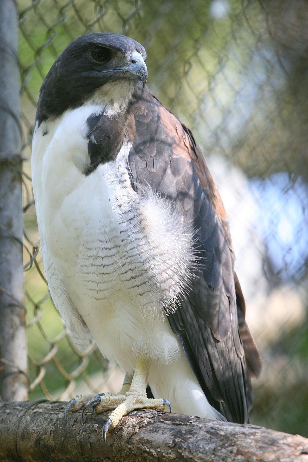 白尾鵟 / White-tailed Hawk / Geranoaetus albicaudatus