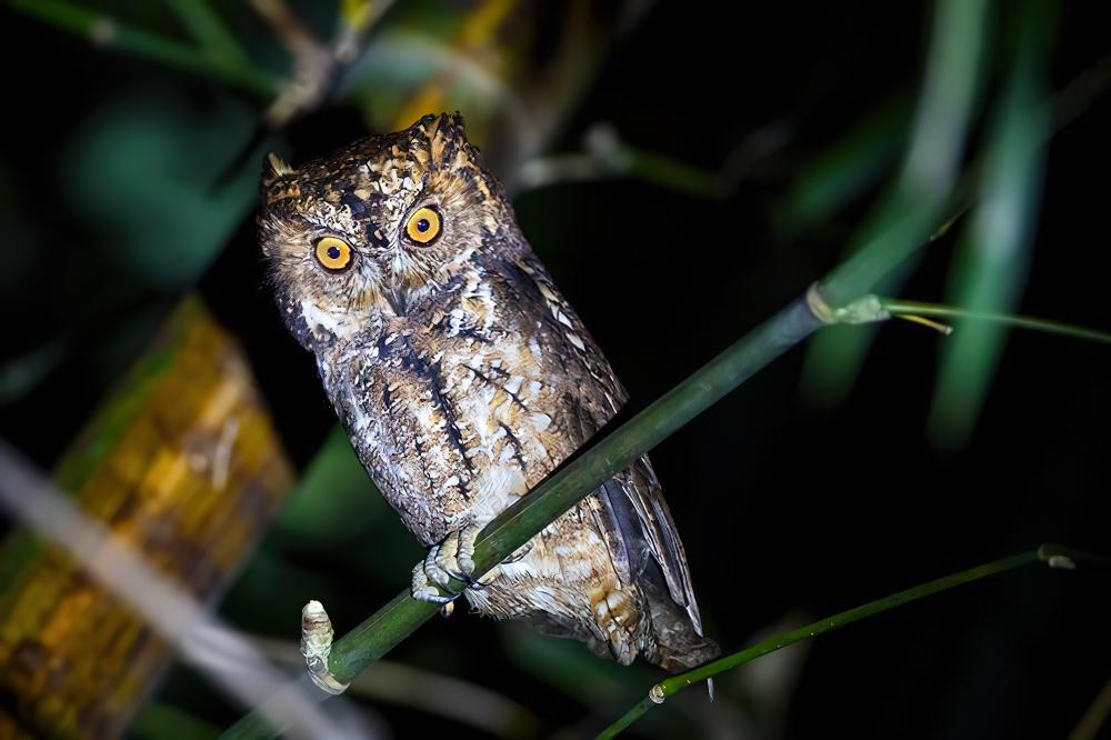 苏拉威西角鸮 / Sulawesi Scops Owl / Otus manadensis