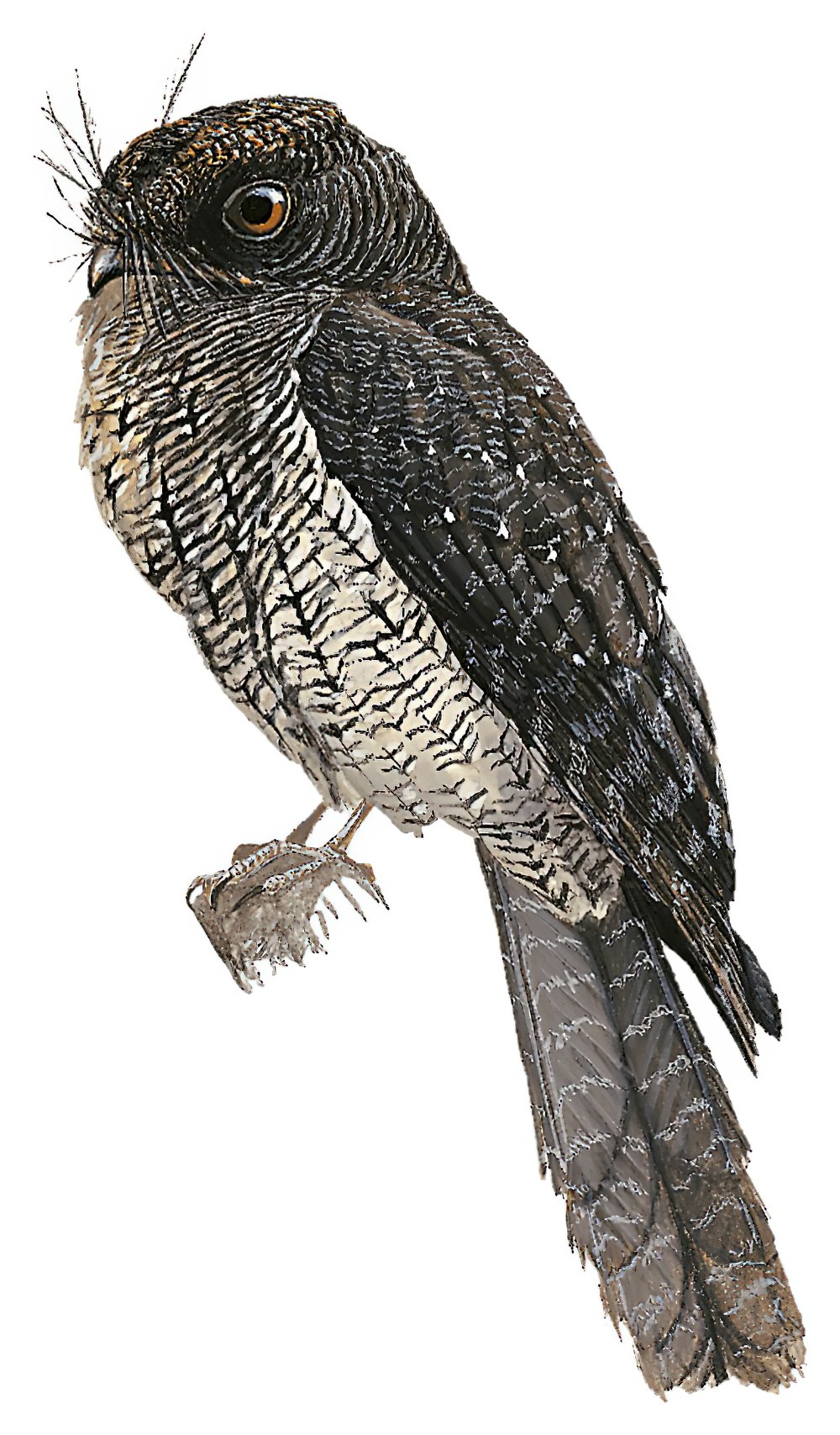 华氏裸鼻鸱 / Wallace's Owlet-nightjar / Aegotheles wallacii