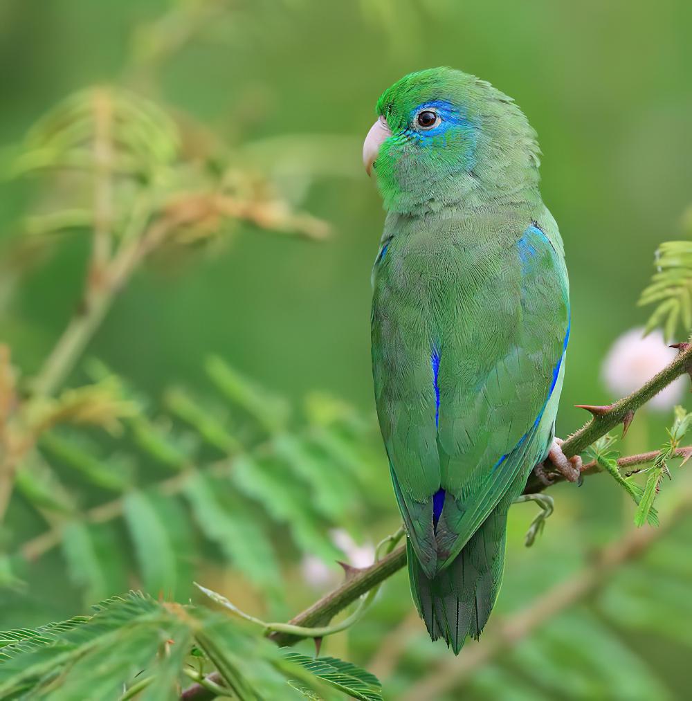 眼镜鹦哥 / Spectacled Parrotlet / Forpus conspicillatus