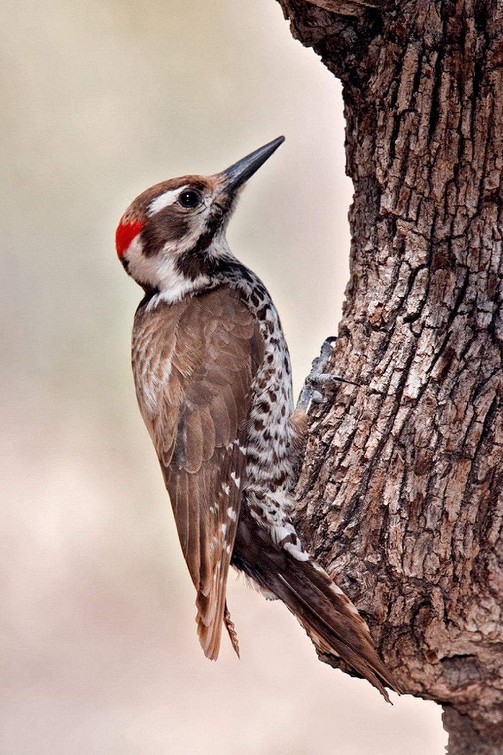 亚利桑那啄木鸟 / Arizona Woodpecker / Leuconotopicus arizonae