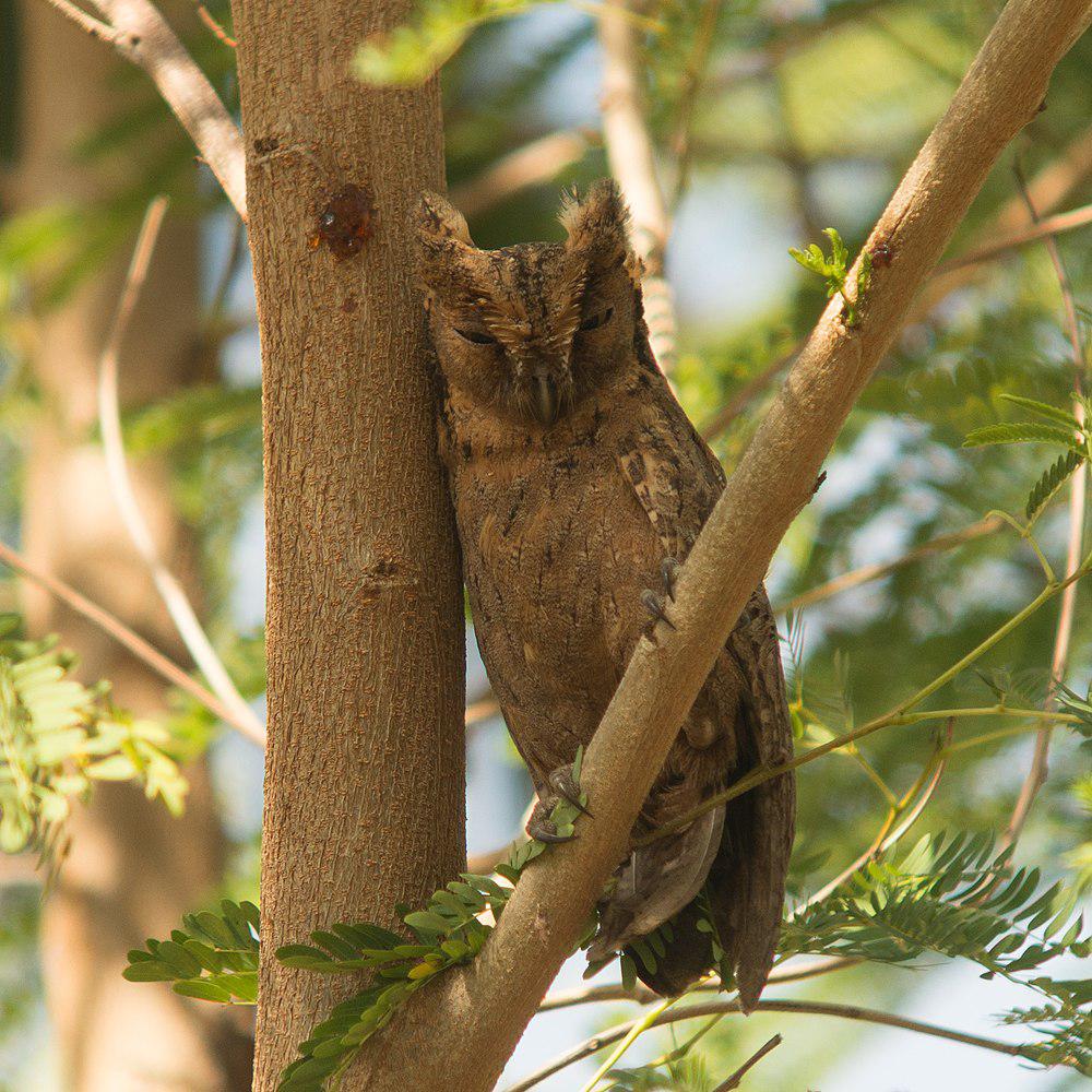 南菲律宾角鸮 / Mantanani Scops Owl / Otus mantananensis