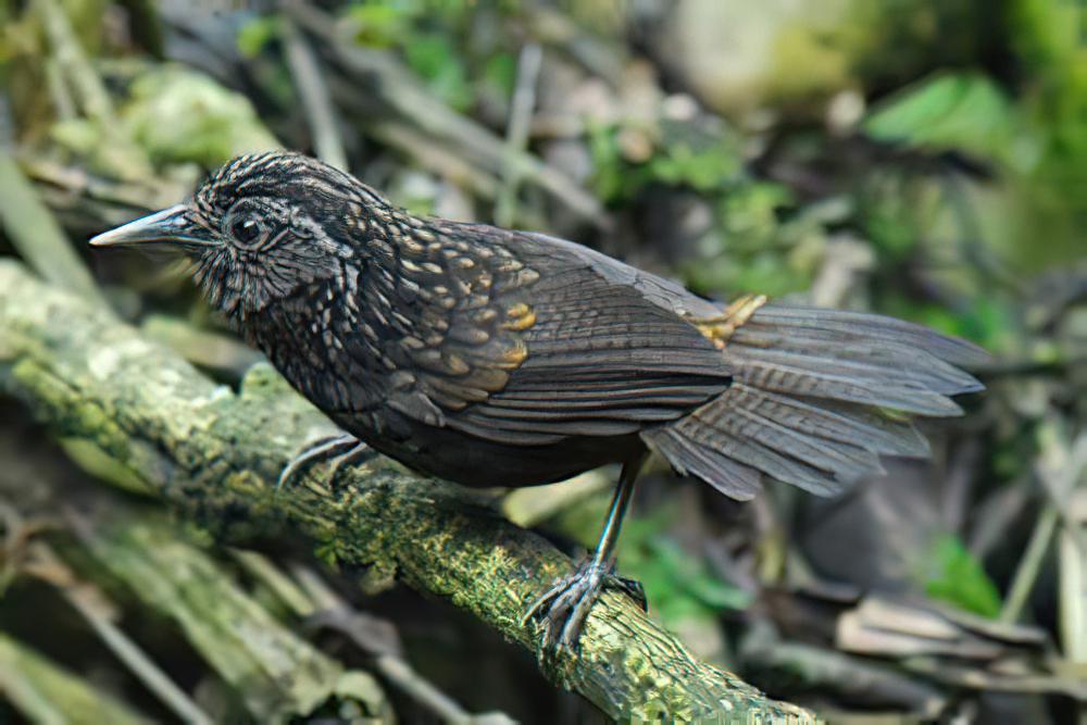 黑胸楔嘴鹩鹛 / Sikkim Wedge-billed Babbler / Stachyris humei