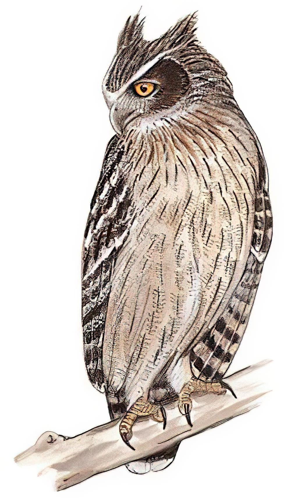 毛腿渔鸮 / Blakiston\'s Fish Owl / Bubo blakistoni